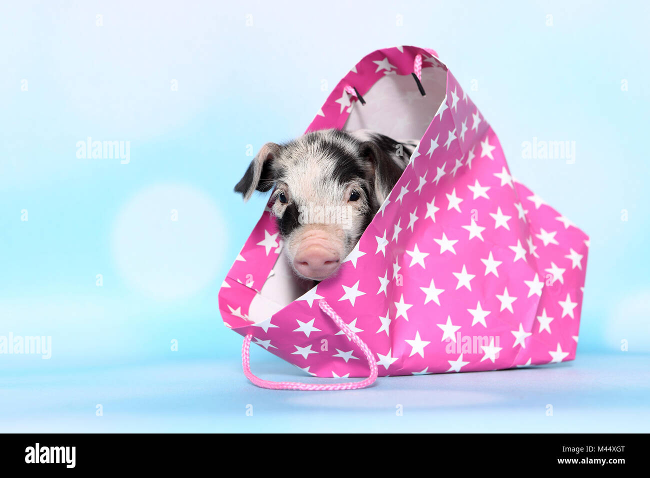 Domestic Pig, Turopolje x ?. Piglet (1 week old) in a pink carrier with star print. Studio picture against a light blue background. Germany Stock Photo