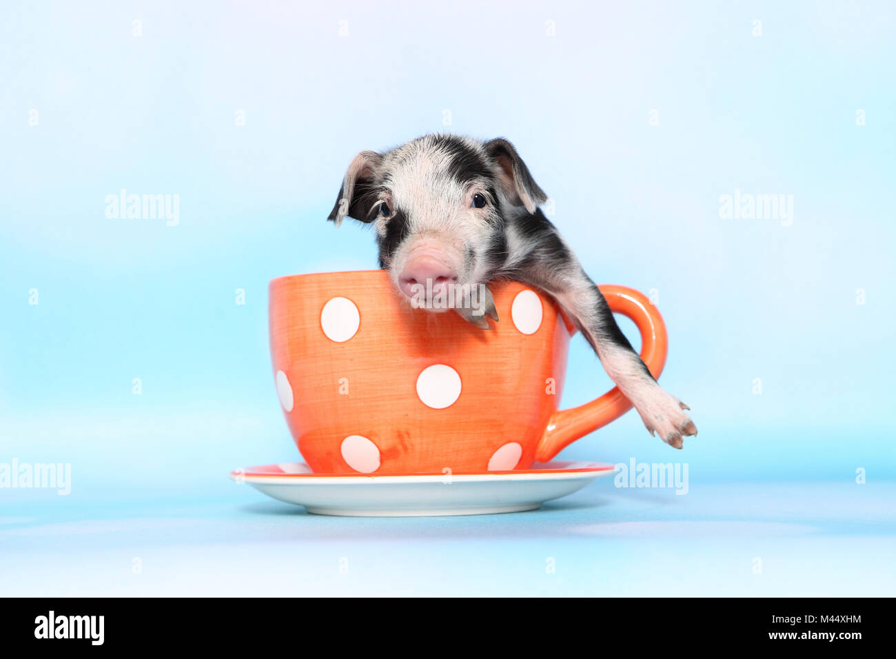 Domestic Pig, Turopolje x ?. Piglet (1 week old) in a big orange cup with polka dots. Studio picture seen against a light blue background. Germany Stock Photo