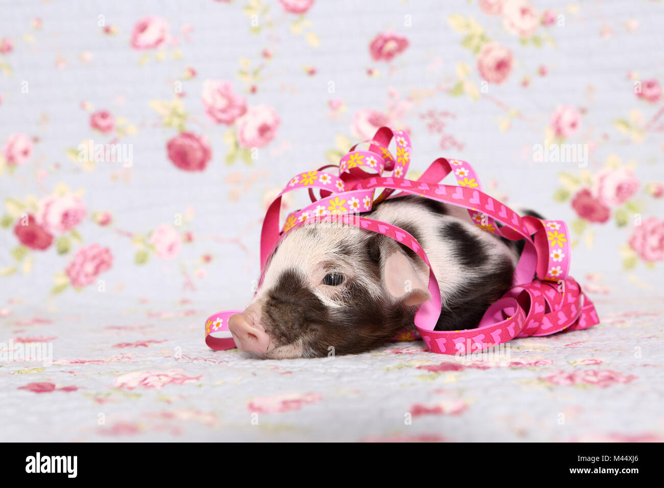 Domestic Pig, Turopolje x ?. Piglet (1 week old) with paper streamers, lying. Studio picture against a blue background with rose flower print. Germany Stock Photo