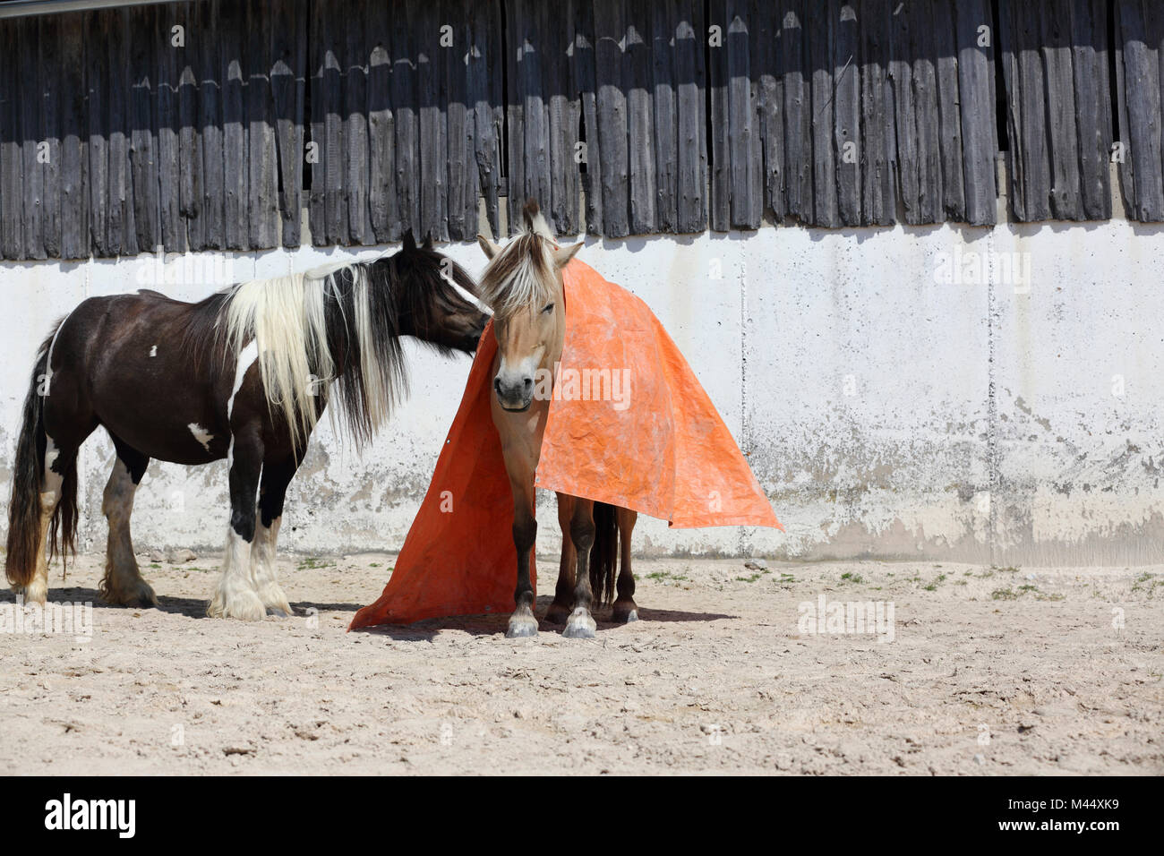 Norwegian Horse and Gypsy Vanner Horse. Training for a calmness test with the help of a big blanket. Germany Stock Photo