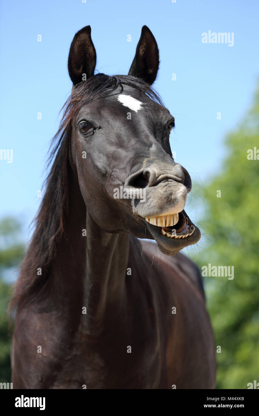 Arabian Horse. Portrait of black gelding, yawning. Germany Stock Photo