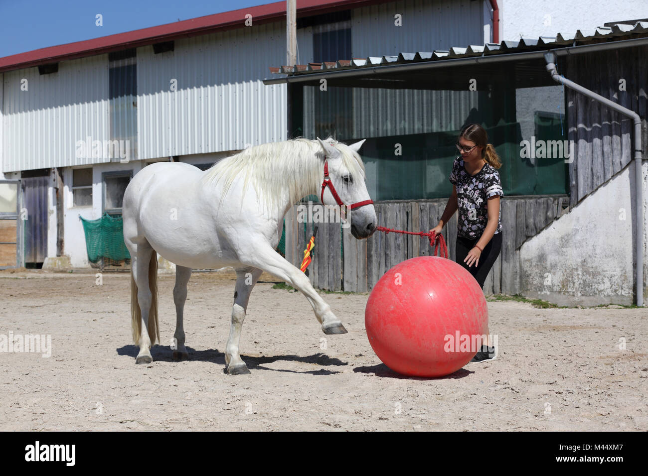 Mecklenburg Pony. Training for a calmness test with the help of a big ball. Germany Stock Photo