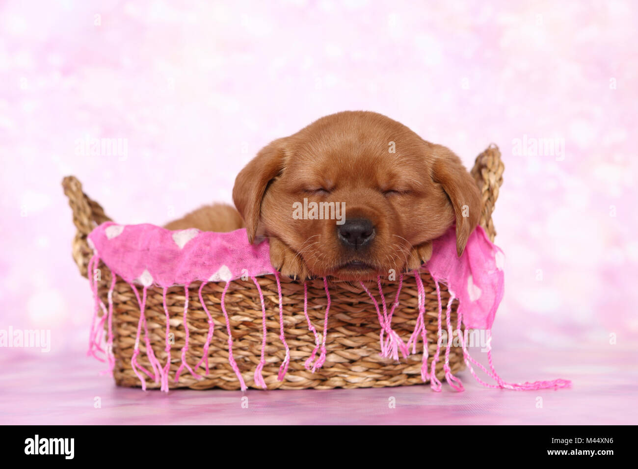 Labrador Retriever. Puppy (6 weeks old) sleeping in a basket. Studio picture seen against a pink background. Germany Stock Photo