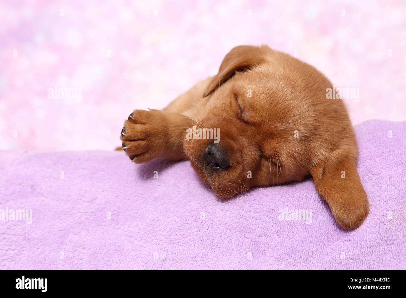 Labrador Retriever. Puppy (6 weeks old) sleeping on a blanket. Studio picture seen against a pink background. Germany Stock Photo