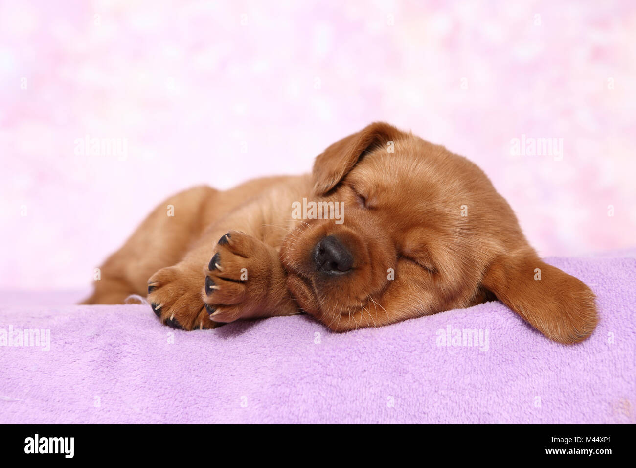 Labrador Retriever. Puppy (6 weeks old) sleeping on a blanket. Studio picture seen against a pink background. Germany Stock Photo