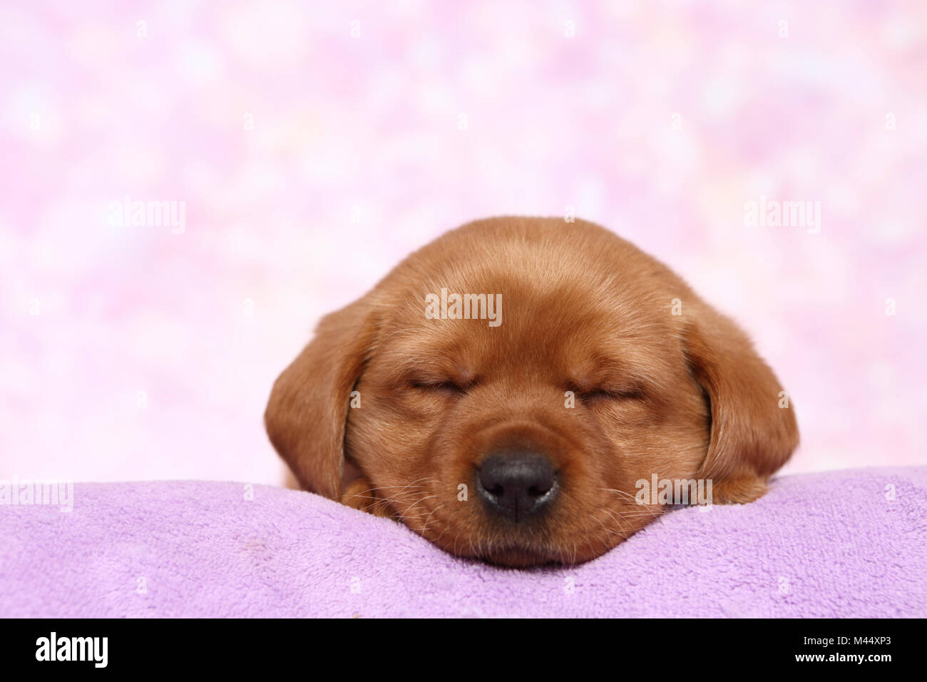 Labrador Retriever. Puppy (6 weeks old) sleeping on a blanket. Studio picture seen against a pink background. Germany Stock Photo