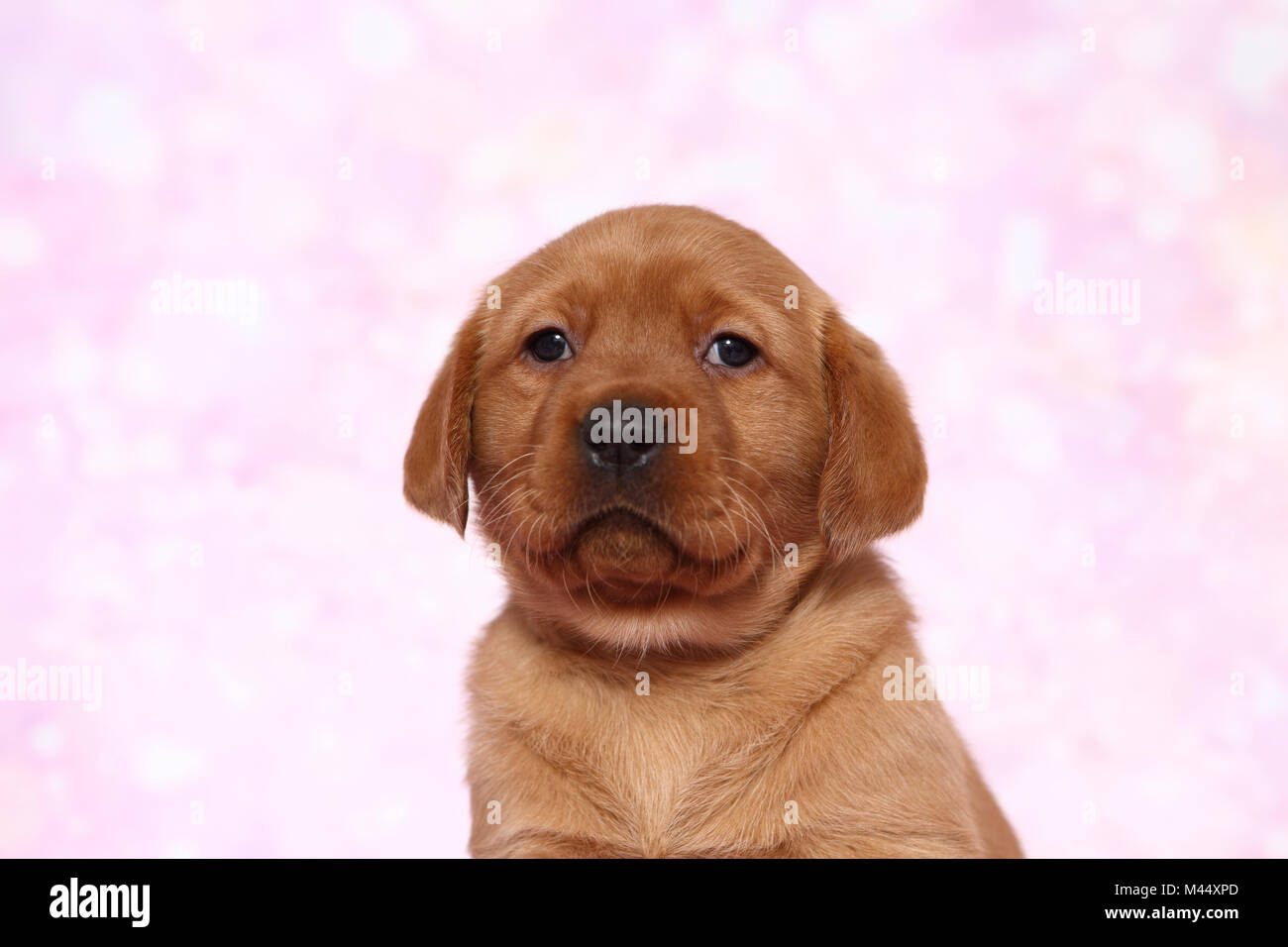 Labrador Retriever. Portrait of a puppy (6 weeks old). Studio picture seen against a pink background. Germany Stock Photo