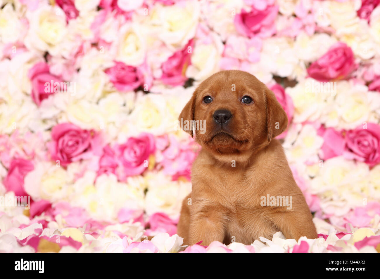 Labrador Retriever. Puppy (6 weeks old) sitting in rose flowers. Germany Stock Photo