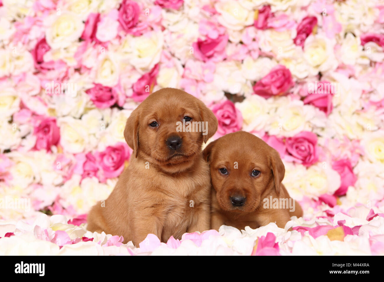 Labrador Retriever. Two puppies (6 weeks old) sitting in rose flowers. Germany Stock Photo
