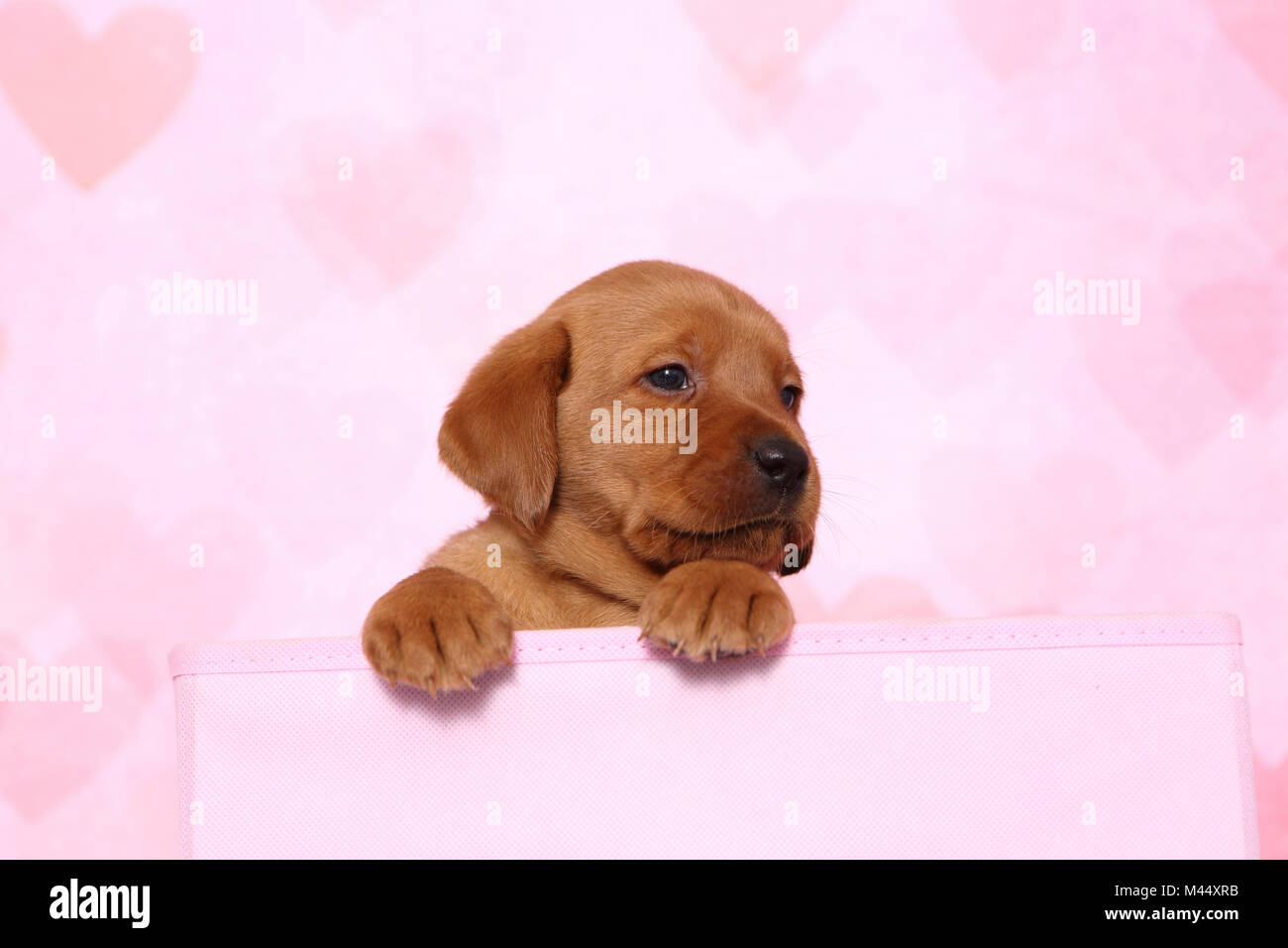 Labrador Retriever. Puppy (6 weeks old) sitting in a pink box. Studio picture seen against a pink background with heart print. Germany Stock Photo
