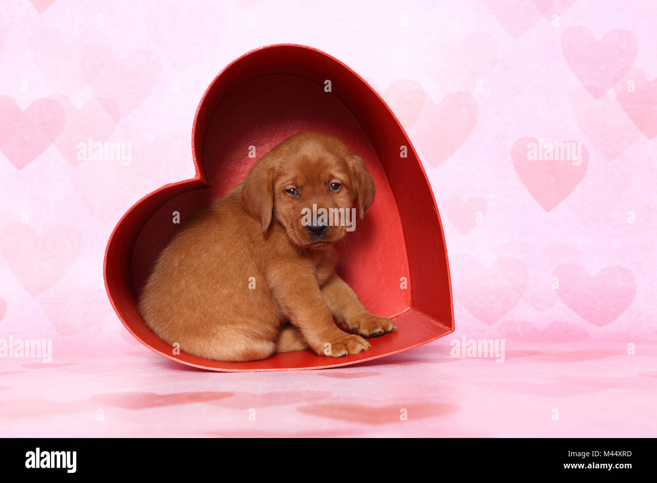 Labrador Retriever. Puppy (6 weeks old) sitting in a red heart made of cardboard. Studio picture seen against a pink background with heart print. Germany Stock Photo