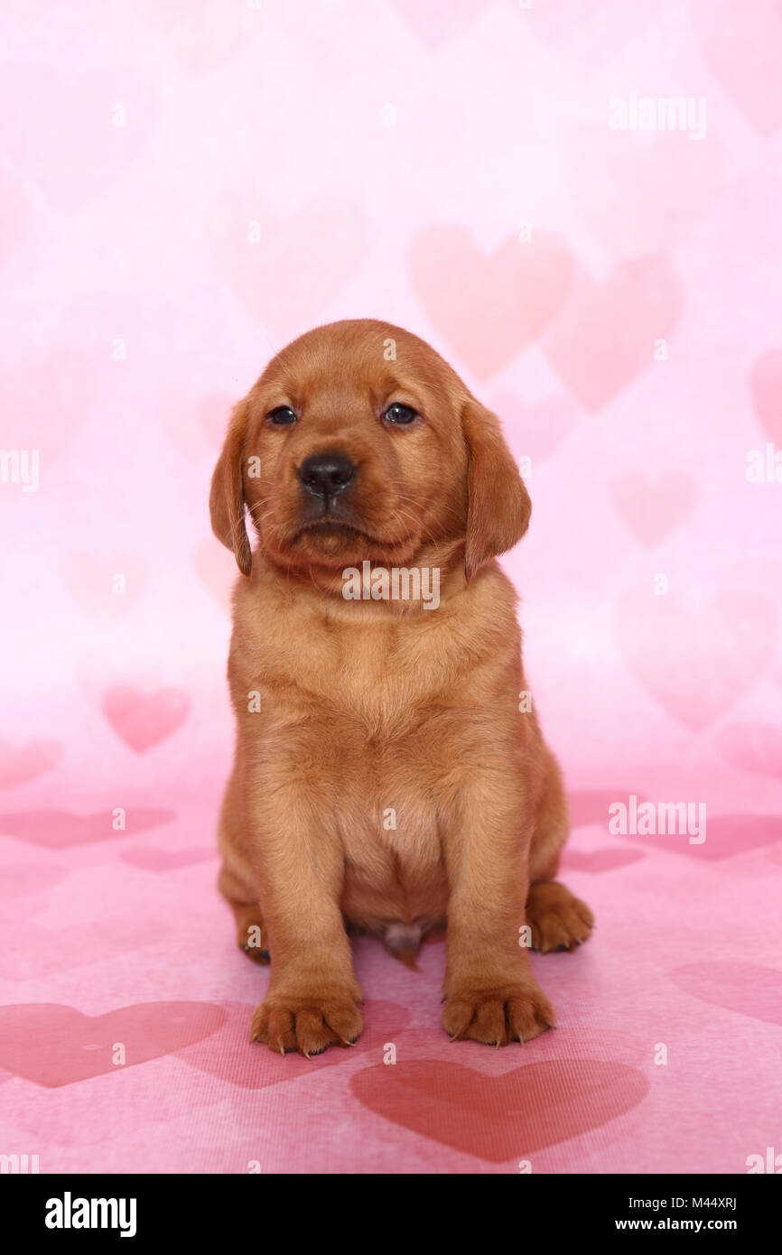 Labrador Retriever. Puppy (6 weeks old) sitting. Studio picture seen against a pink background with heart print. Germany Stock Photo