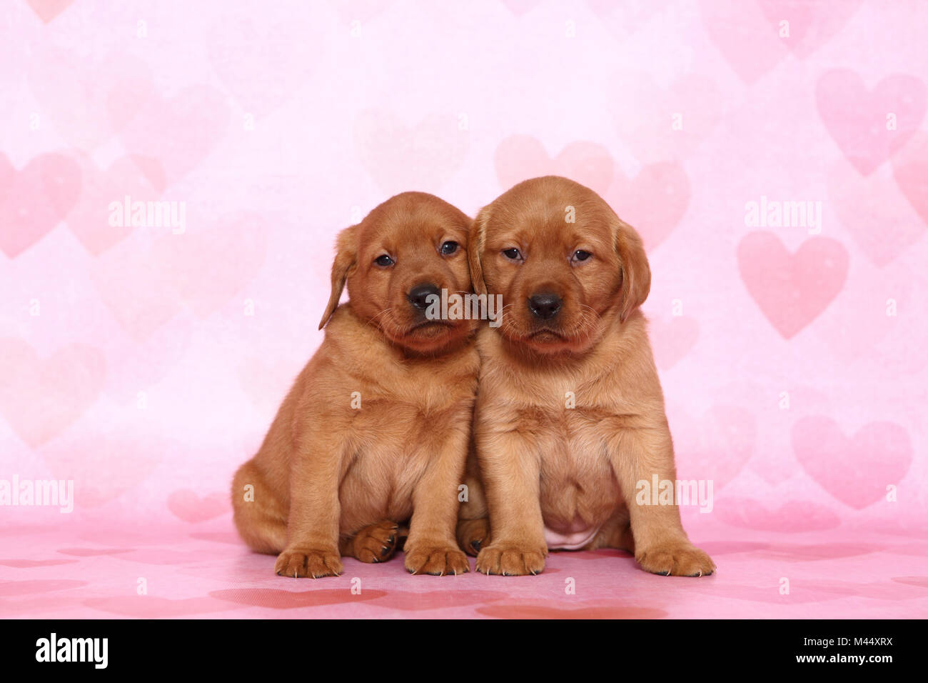 Labrador Retriever. Two puppies (6 weeks old) sitting next to each other. Studio picture seen against a pink background with heart print. Germany Stock Photo