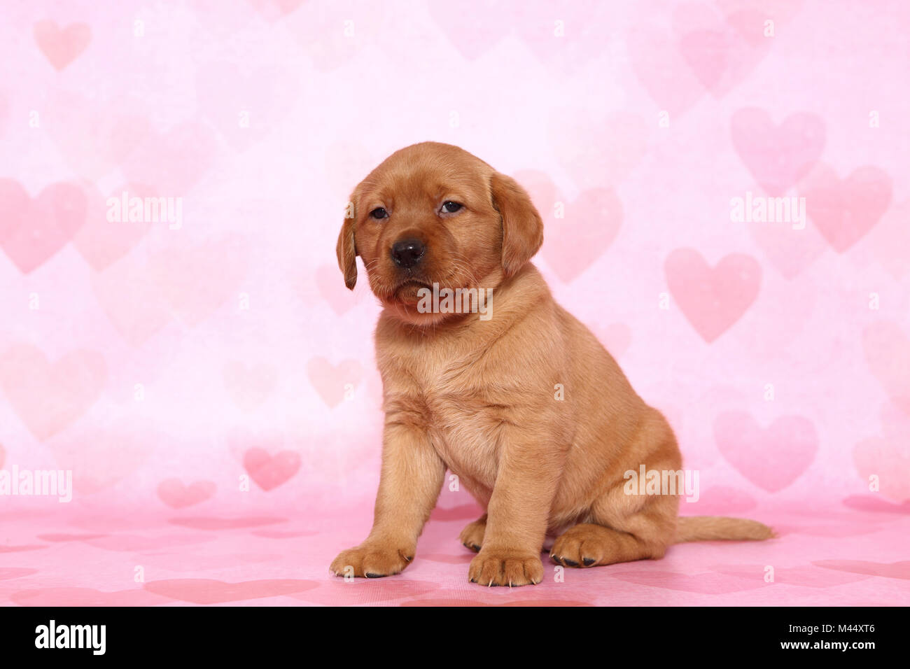 Labrador Retriever. Puppy (6 weeks old) sitting. Studio picture seen