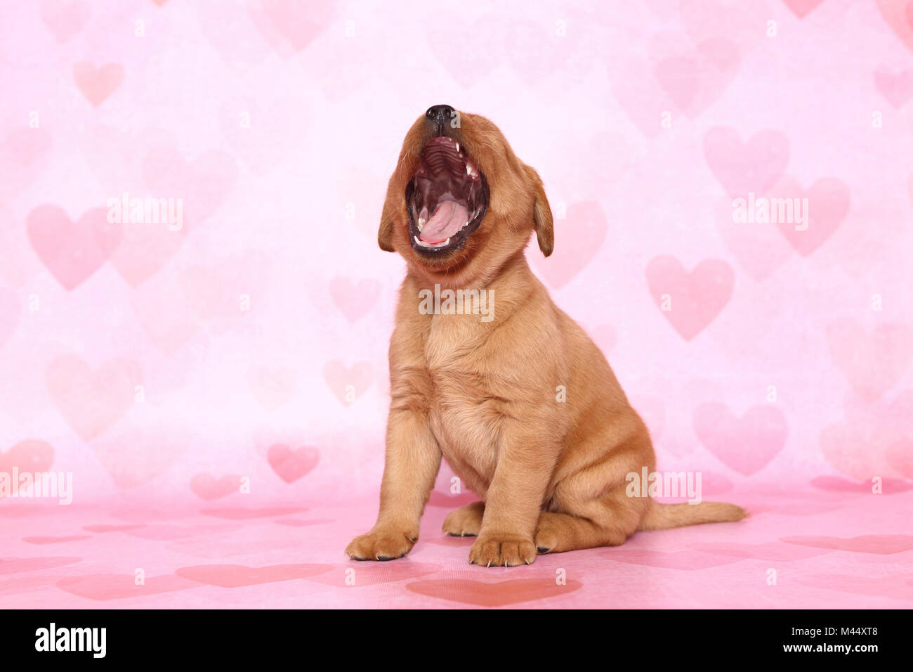 Labrador Retriever. Puppy (6 weeks old) sitting while yawning. Studio picture seen against a pink background with heart print. Germany Stock Photo