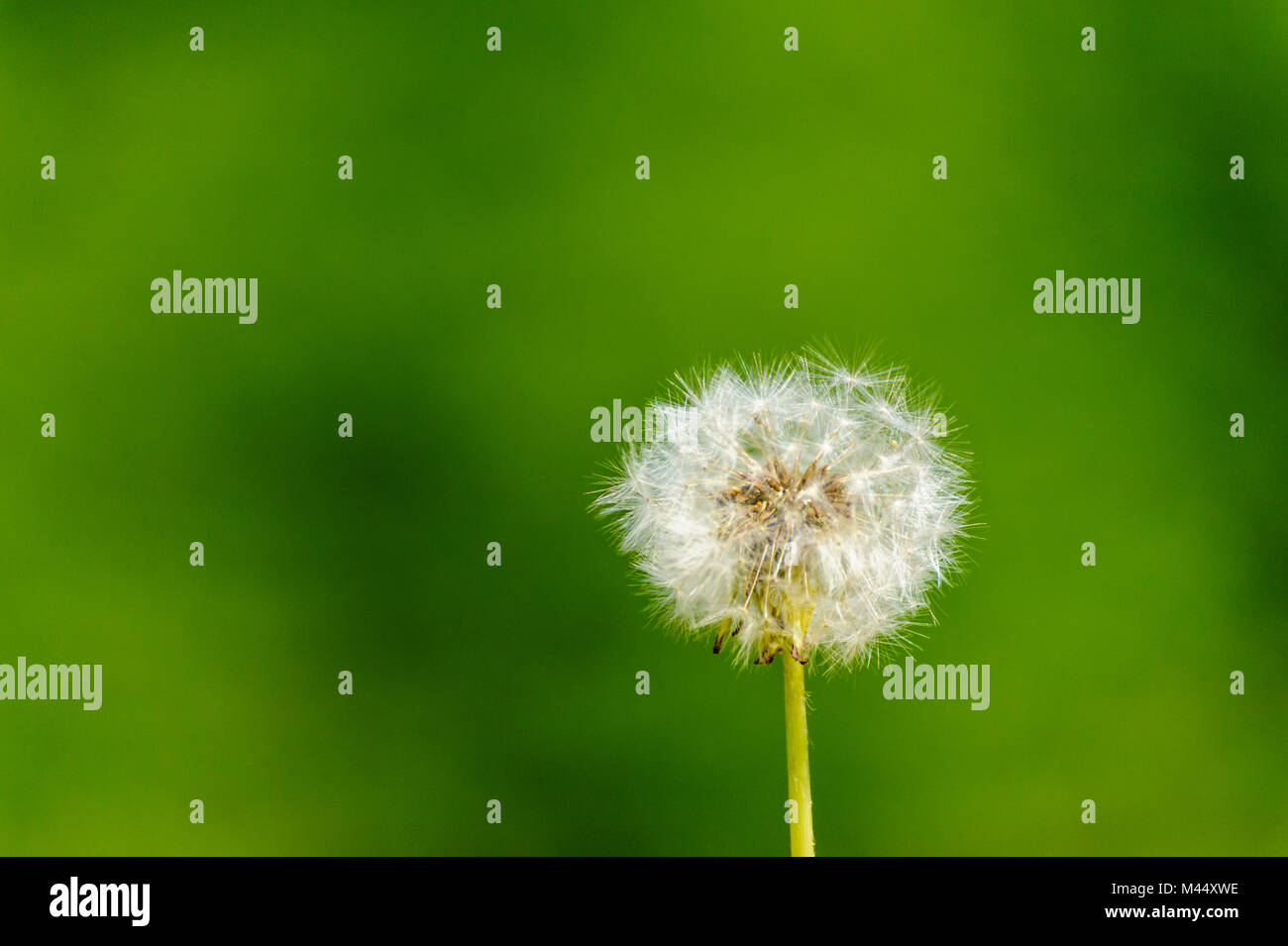 Dandelion, Taraxacum officinale, selective focus, blurry green background Stock Photo