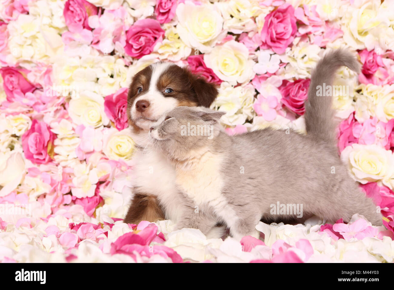 Australian Shepherd and British Shorthair Cat. Puppy (6 weeks old) and kitten smoothing among rose flowers. Studio picture. Germany Stock Photo