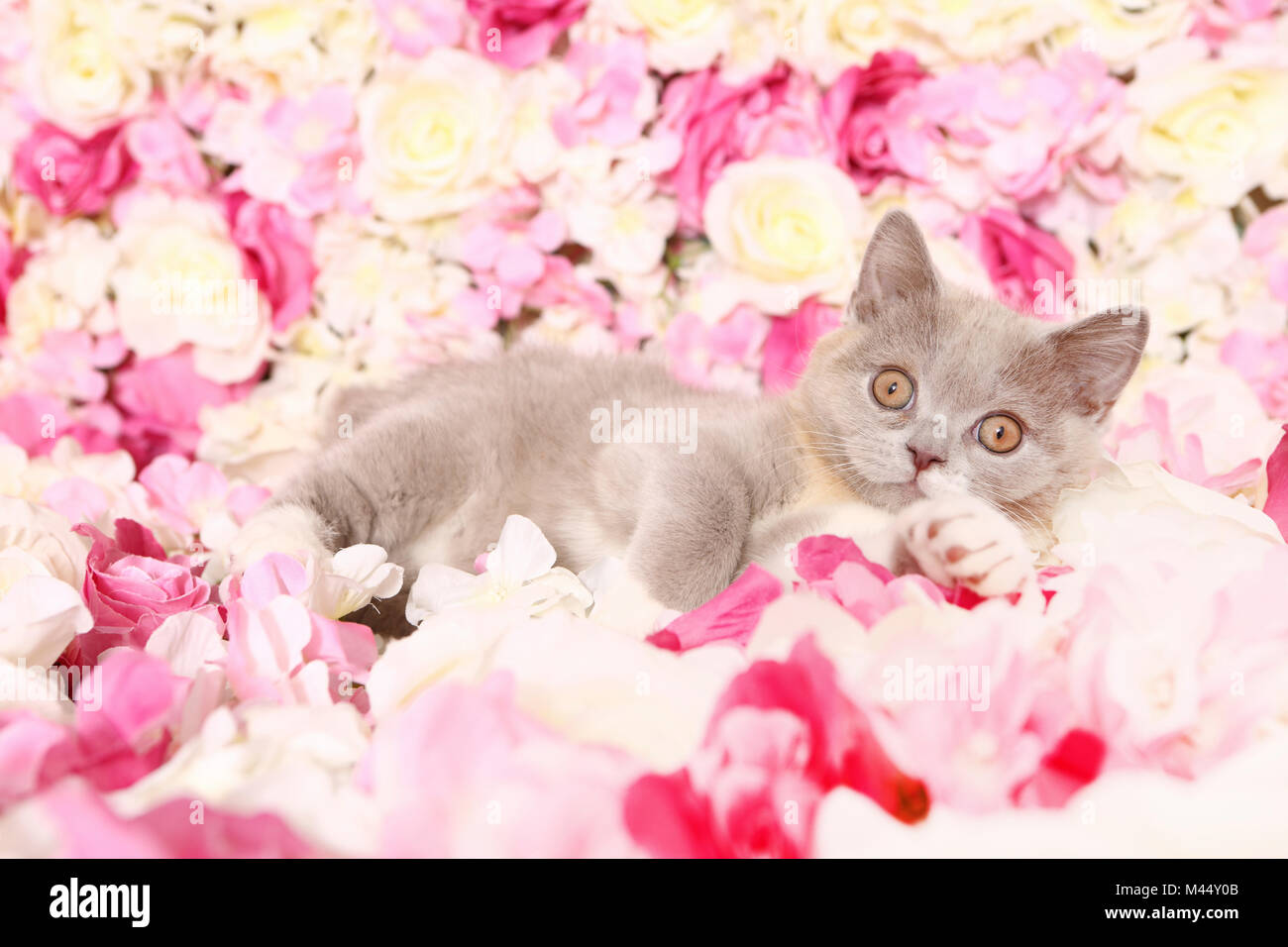 British Shorthair Cat. Kitten lying among rose flowers. Studio picture. Germany Stock Photo