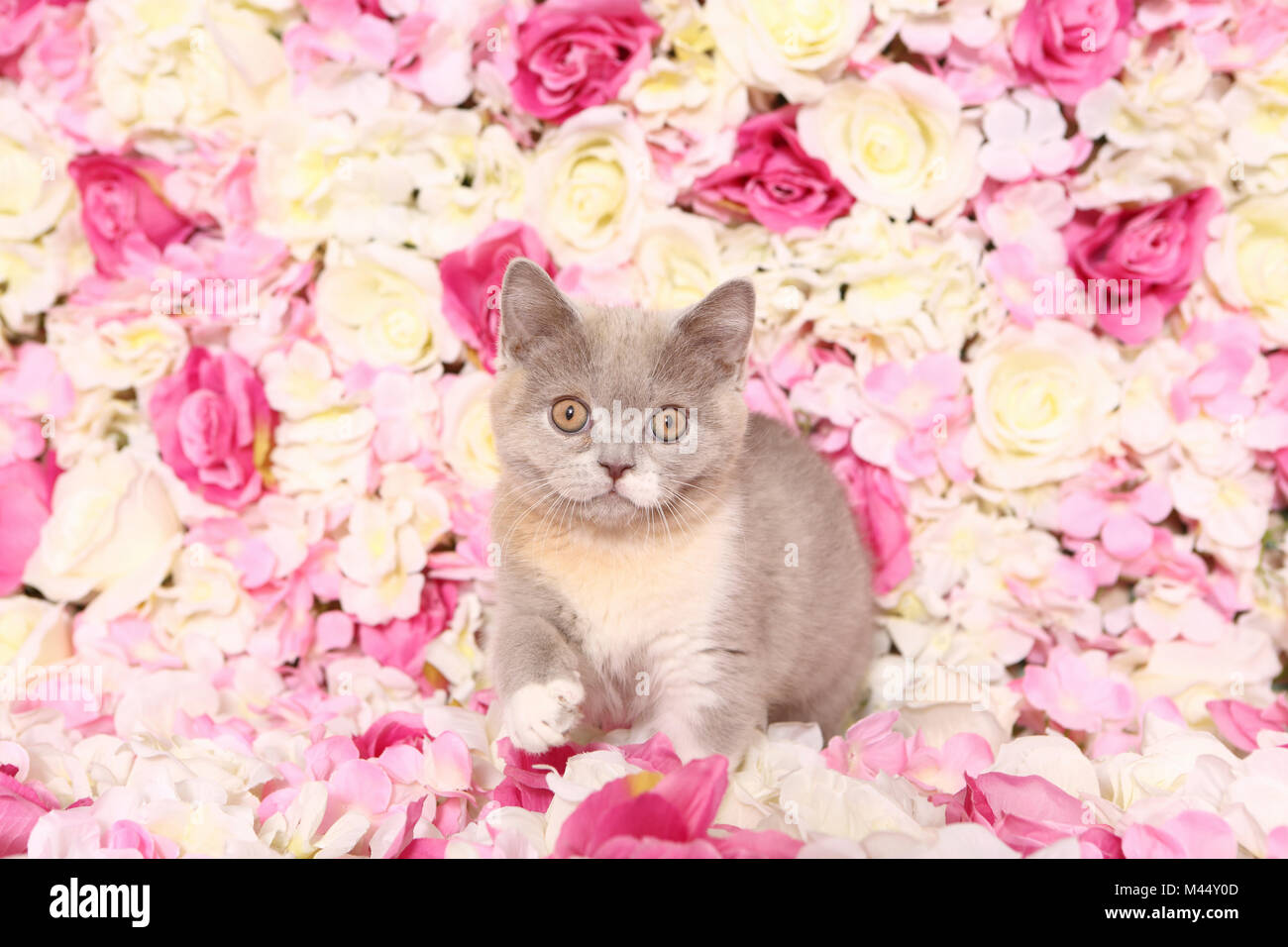 British Shorthair Cat. Kitten walking among rose flowers. Studio picture. Germany Stock Photo