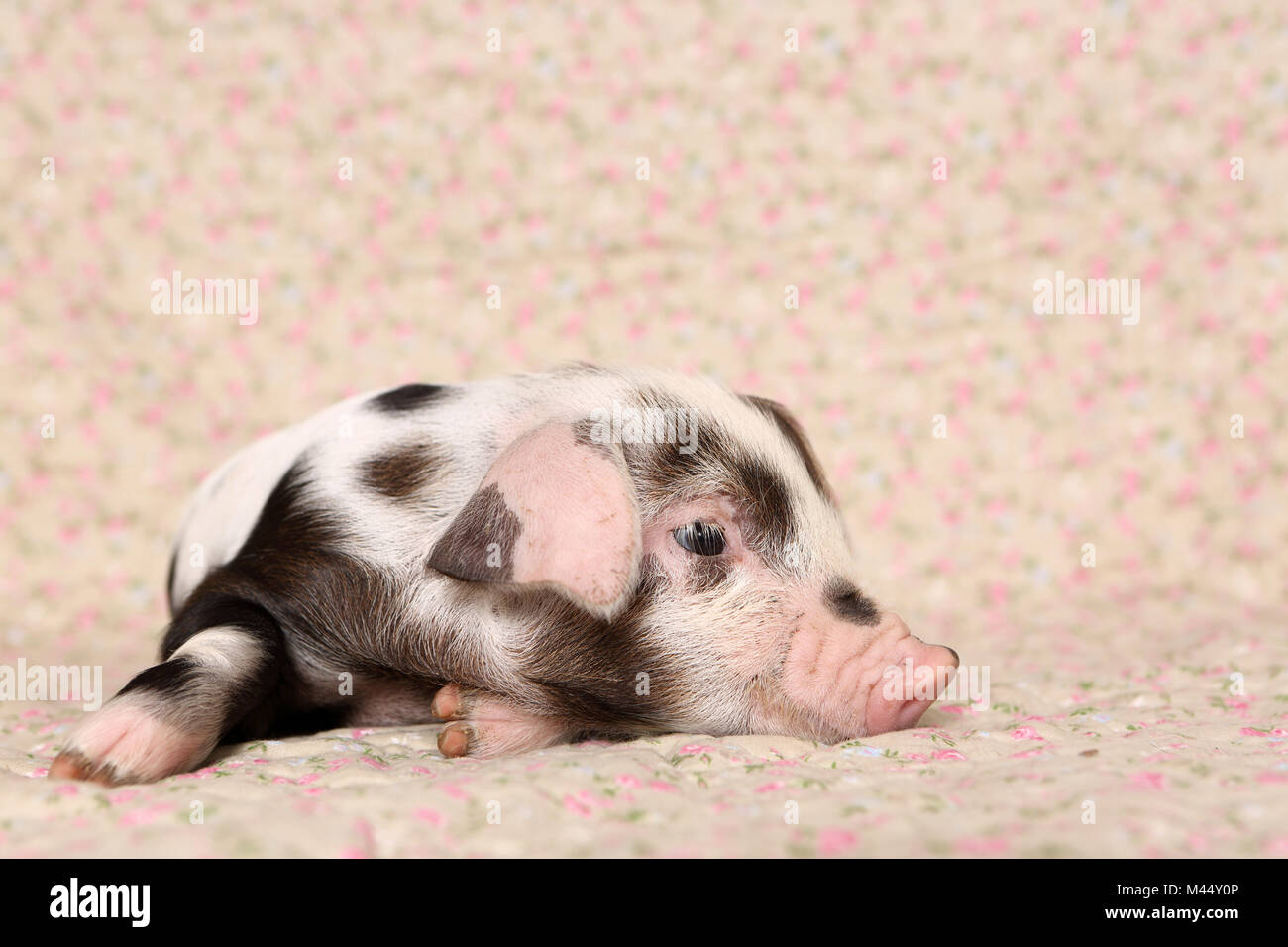 Domestic Pig, Turopolje x ?. Piglet (4 weeks old) lying on a blanket with flower print. Studio picture. Germany Stock Photo