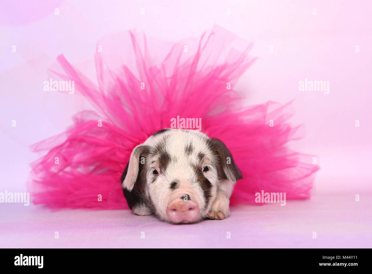 Domestic Pig, Turopolje x ?. Piglet (4 weeks old) wearing a pink tutu, lying. Studio picture seen against a pink background. Germany Stock Photo