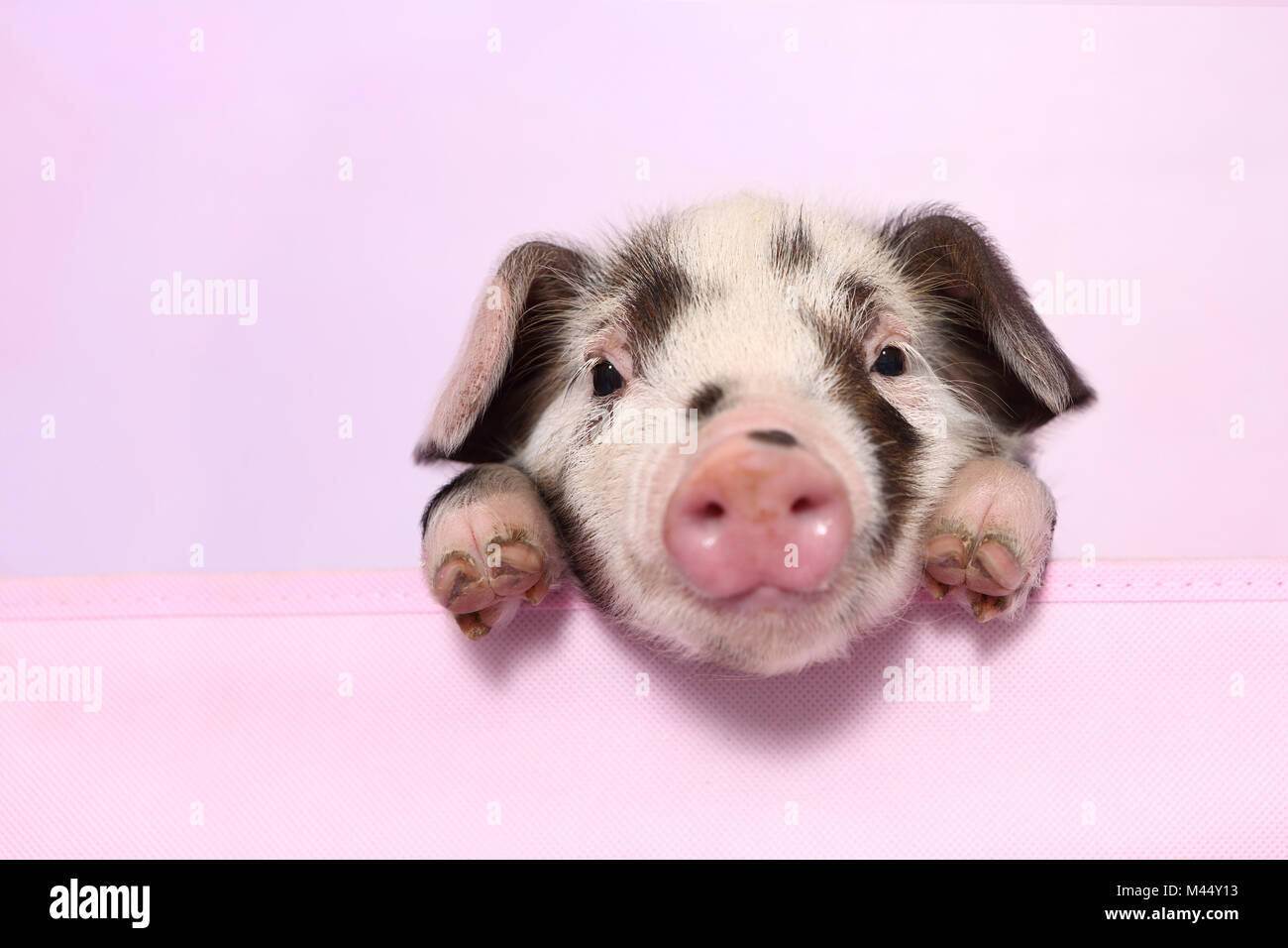 Domestic Pig, Turopolje x ?. Piglet (4 weeks old) lying. Studio picture seen against a pink background. Germany Stock Photo