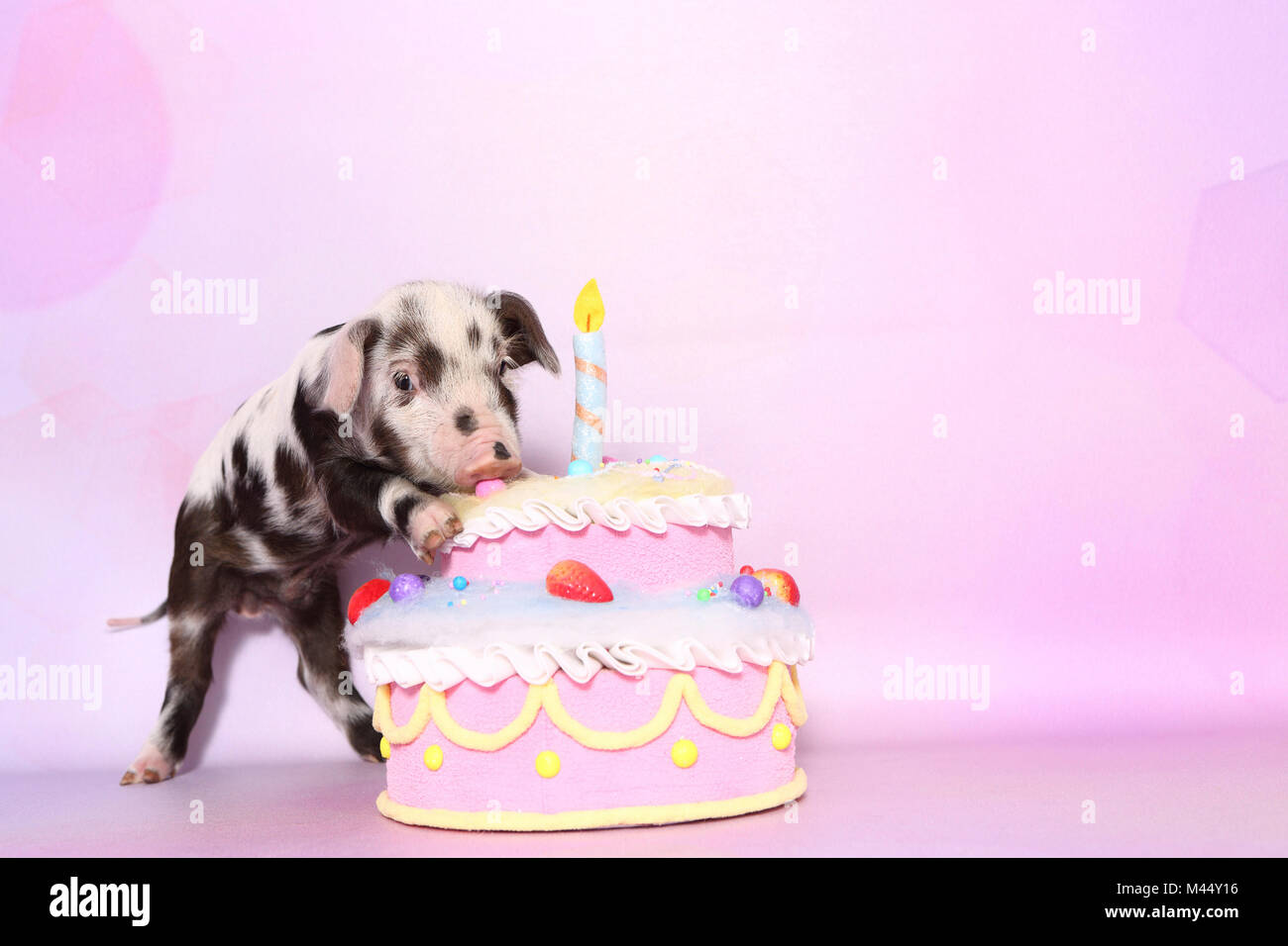 Domestic Pig, Turopolje x ?. Piglet (4 weeks old) eating from a big birthday cake. Studio picture seen against a pink background. Germany Stock Photo