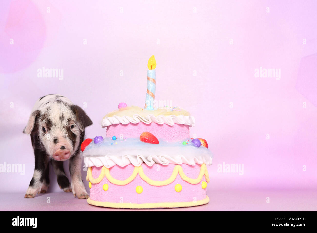 Domestic Pig, Turopolje x ?. Piglet (4 weeks old) standing next to a big birthday cake. Studio picture seen against a pink background. Germany Stock Photo