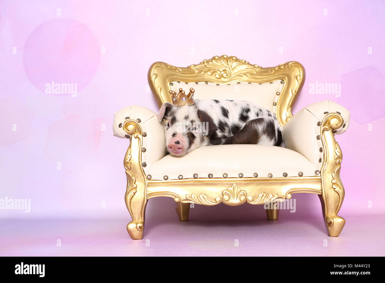 Domestic Pig, Turopolje x ?. Piglet (4 weeks old) on an antique armchair, wearing a crown. Studio picture seen against a pink background. Germany Stock Photo