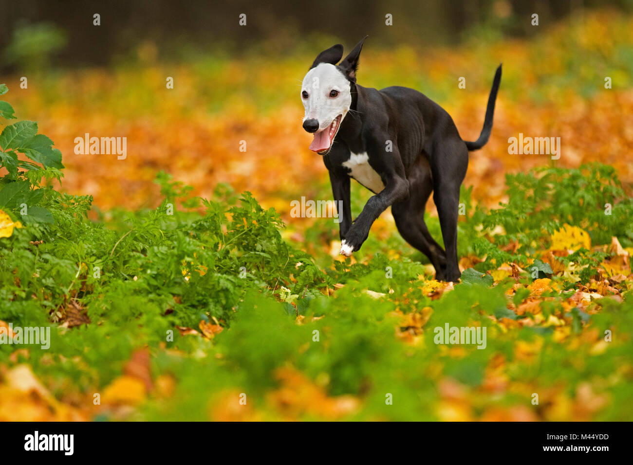 English Whippet. Black adult with white face running in leaf