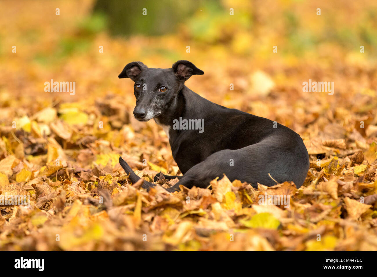 Black Whippet Stock Photos Black Whippet Stock Images Alamy