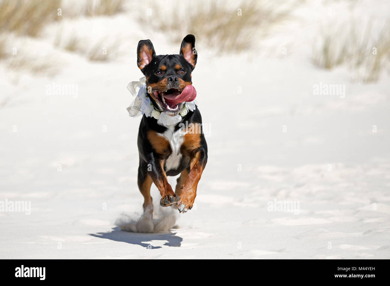 Mixed-breed dog (Rottweiler x Staffordshire Bull Terrier). Adult wearing a decorative collar running on a beach. Netherlands Stock Photo