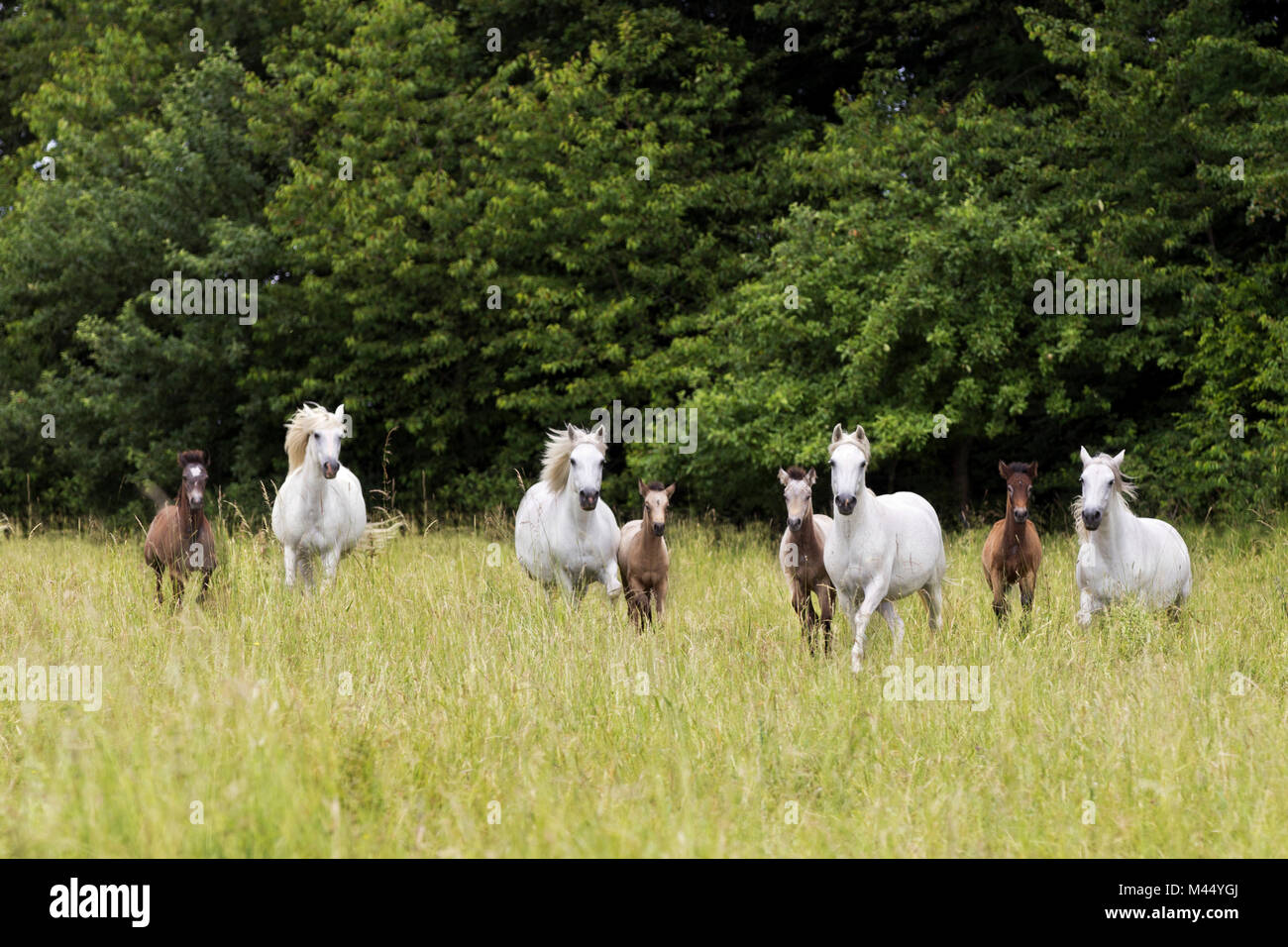 Connemara Pony. Gray mares with foals galloping towards the camera. Germany Stock Photo