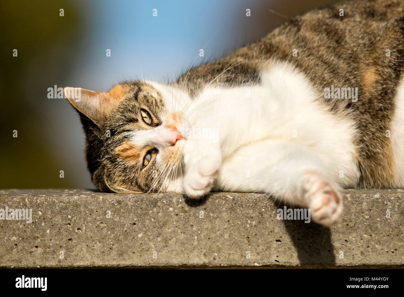 Domestic cat. Tortoiseshell coloured cat rolling in the sun. Netherlands Stock Photo
