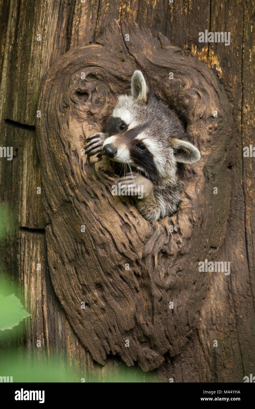 Raccoon (Procyon lotor). Juvenile peering out from hole in tree. Germany Stock Photo