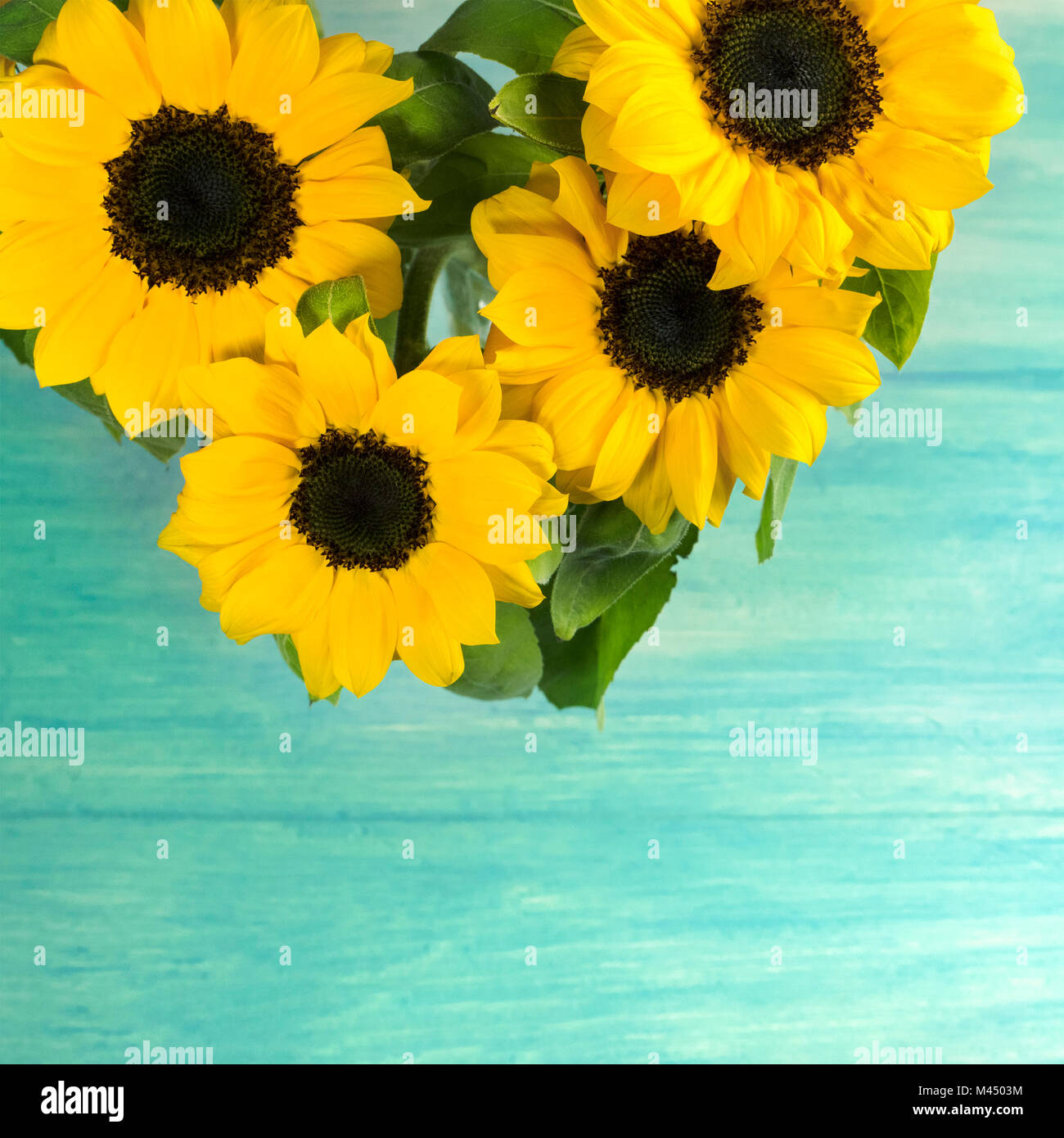 Download A Photo Of Shiny Yellow Sunflowers With Green Leaves Shot From Above Stock Photo Alamy PSD Mockup Templates