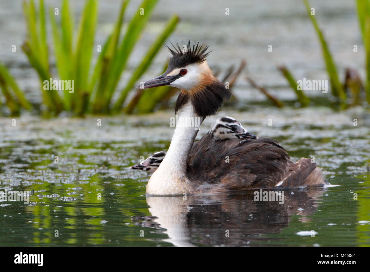 Great crested grebe (Podiceps cristatus) carrying chicks on the back Stock Photo