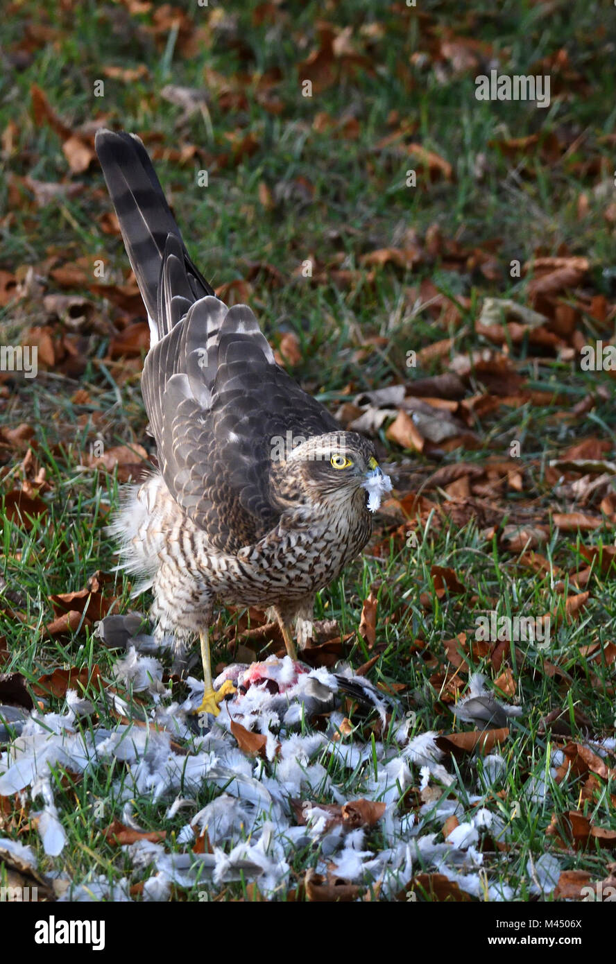 Collared dove scotland hires stock photography and images Alamy