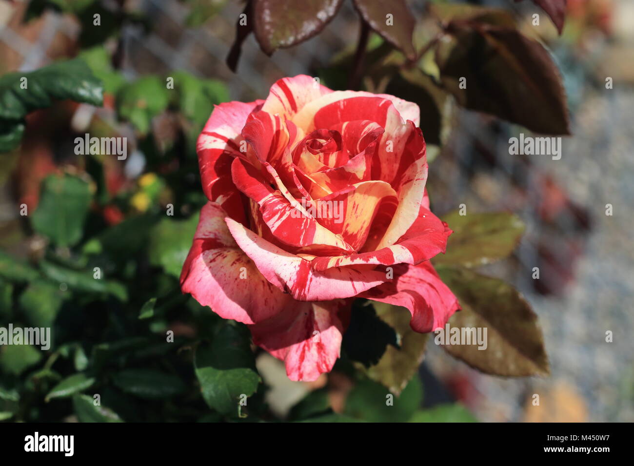Close up of Raspberry Tiger Rose in full bloom Stock Photo
