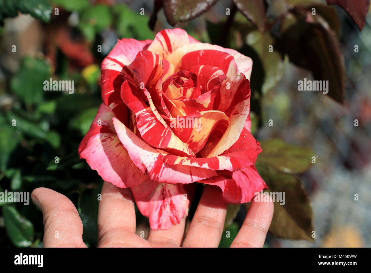 Close up of Raspberry Tiger Rose in full bloom Stock Photo