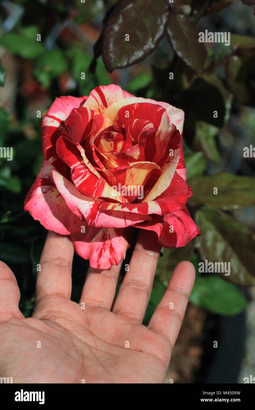 Close up of Raspberry Tiger Rose in full bloom Stock Photo