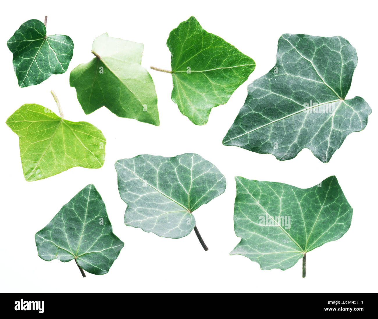 Green ivy leaves on the white background Stock Photo - Alamy
