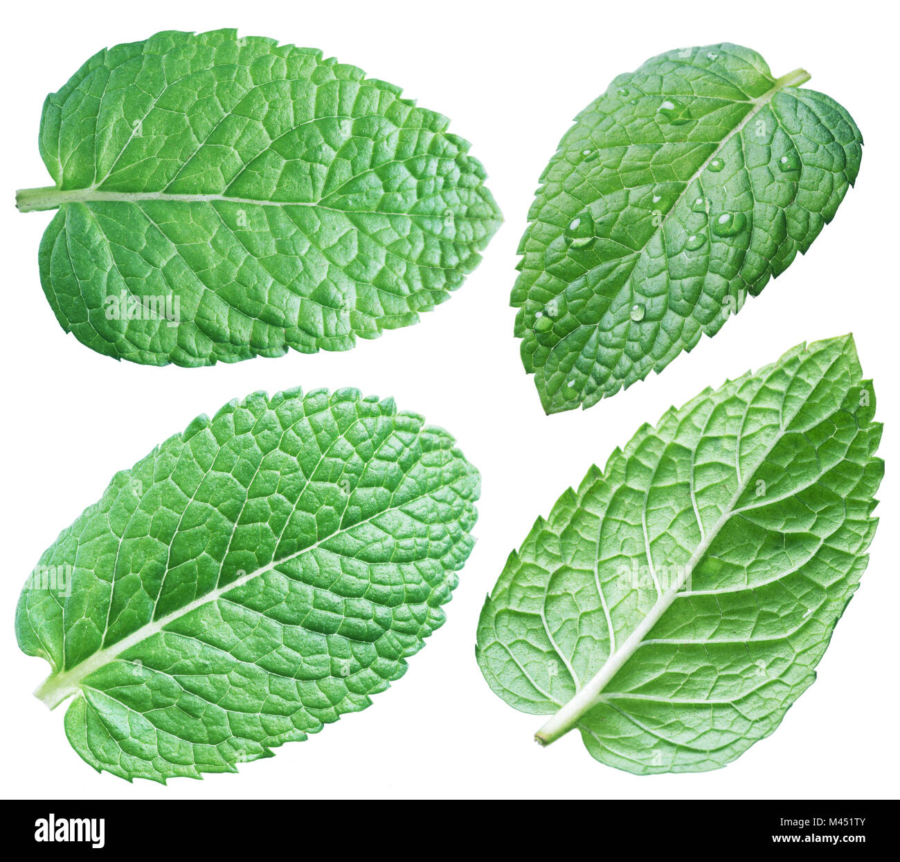 Four spearmint leaves or mint leaves. Collection. Clipping path. Stock Photo