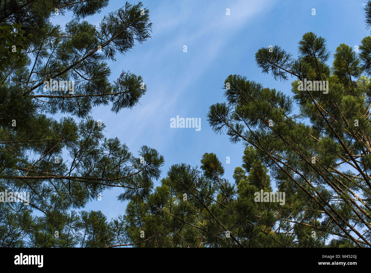 Looking up to the top of a stand of native Australian Hoop Pines at the Yarriabini National Park in NSW, Australia Stock Photo