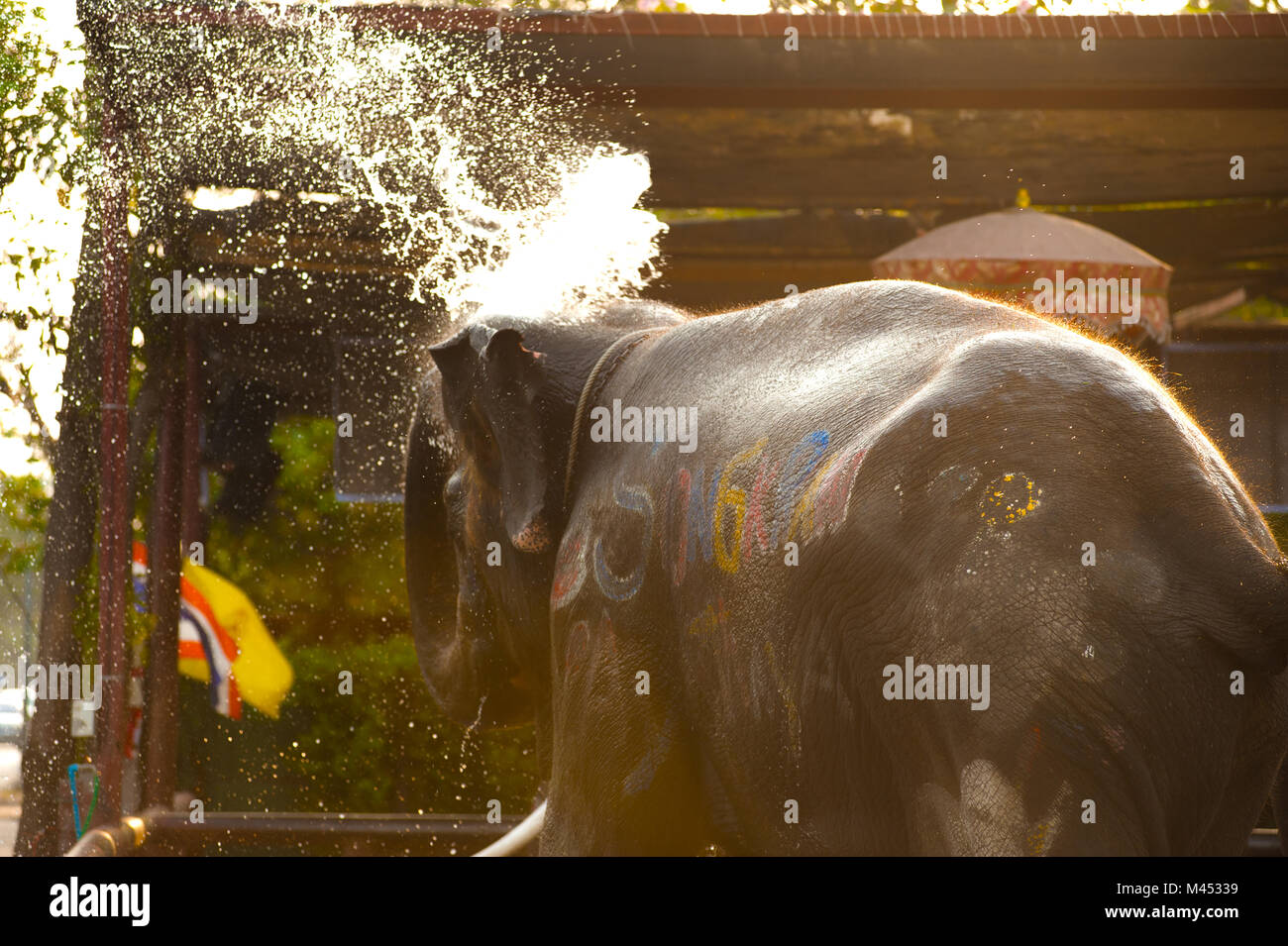 Elephants spray water on themselves happily Stock Photo Alamy