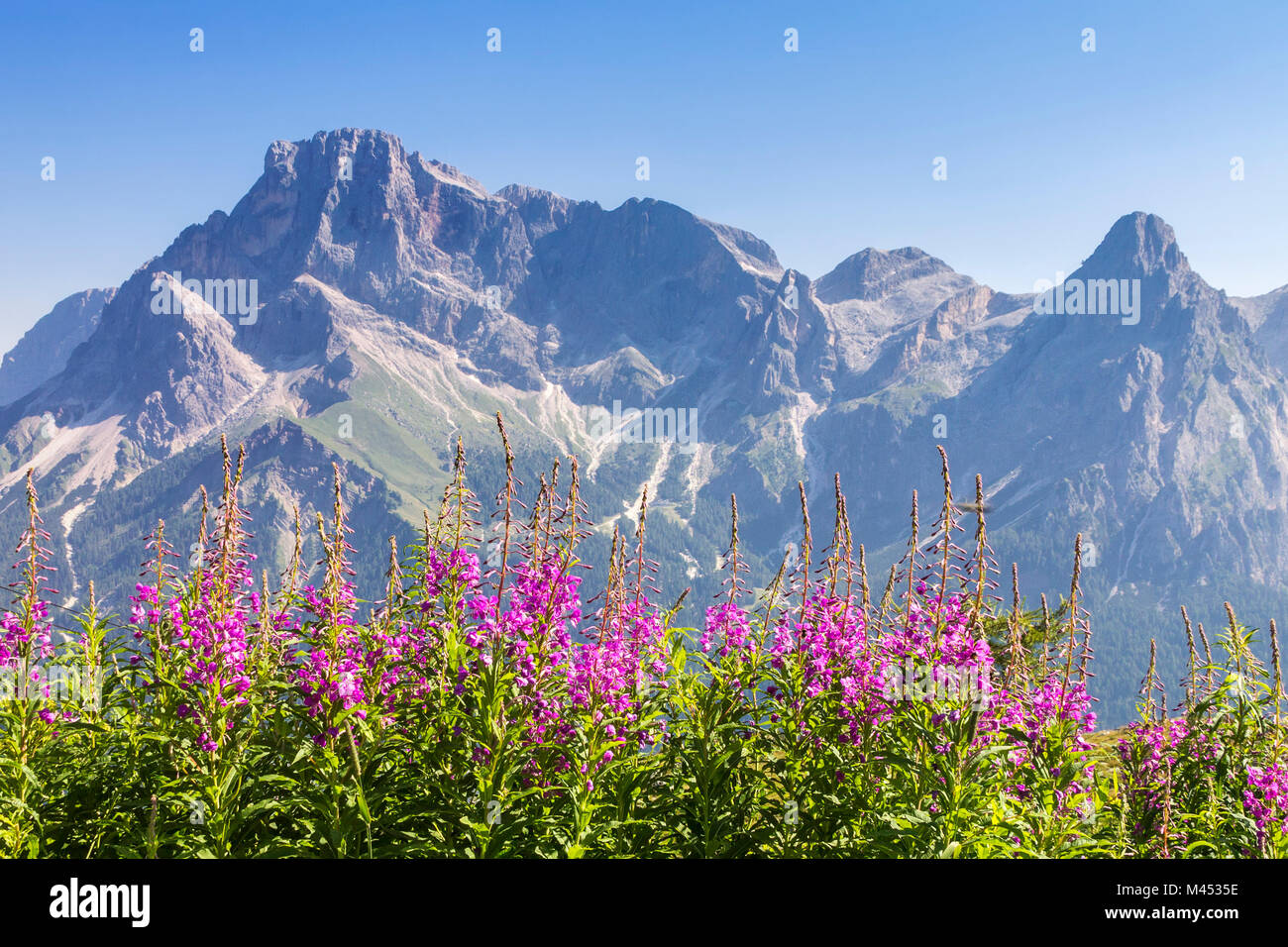 Blooming Willowherb flowers (Epilobium) frame Pale di San Martino Dolomites, San Martino di Castrozza, Trento province, Trentino Alto Adige, Italy, Eu Stock Photo