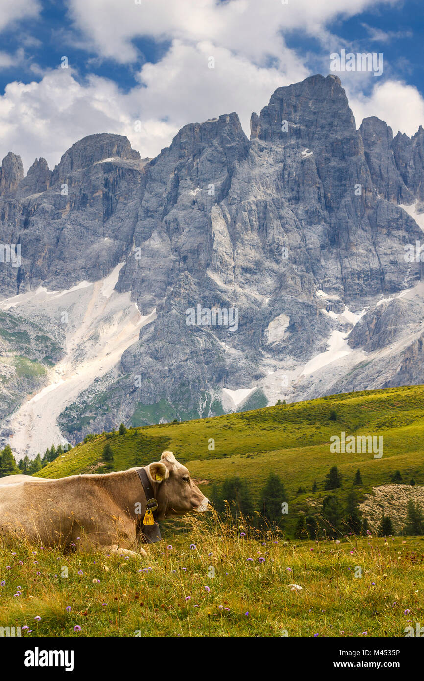 A cow grazes, Pale di San Martino Dolomites, Rolle Pass, Trento province, Trentino Alto Adige, Italy, Europe Stock Photo