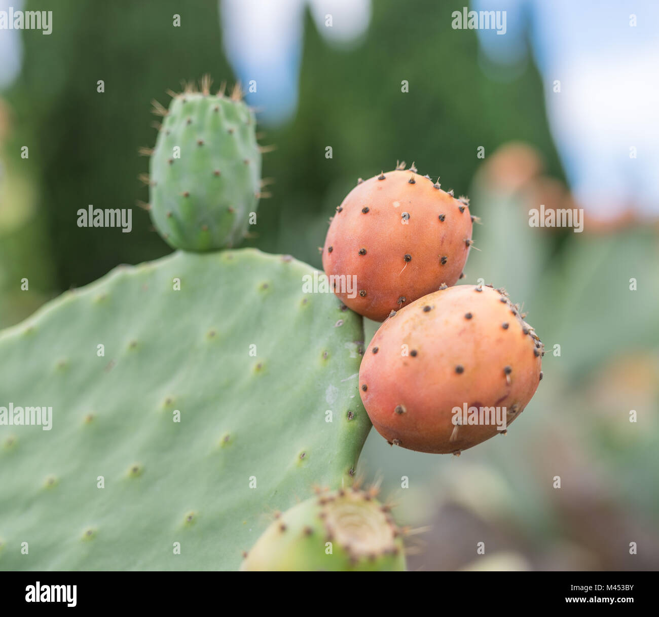 Prickly pear or opuntia plant close -up. Stock Photo