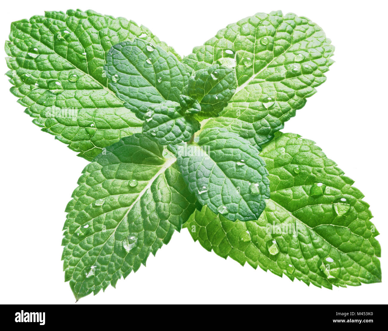 Spearmint or mint leaves with water drops on white background. Top view. Stock Photo
