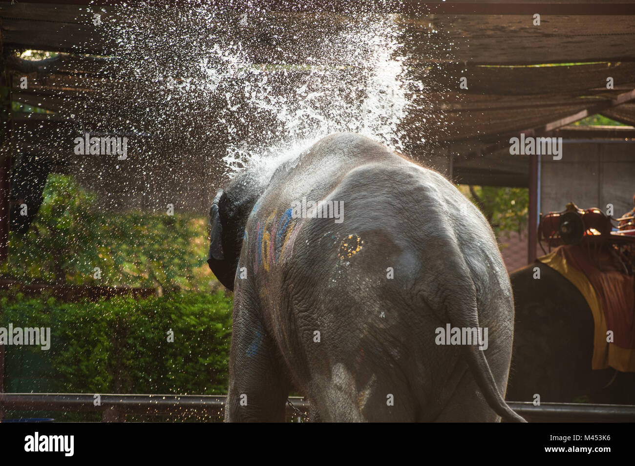 Elephants spray water on themselves happily Stock Photo Alamy